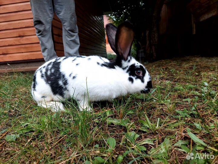 Немецкий великан строкач самка беременная продам