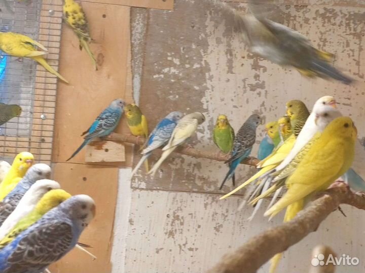 Волнистый попугай