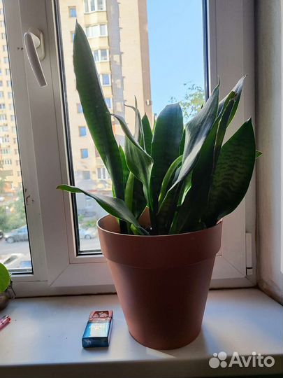 Сансевиерия