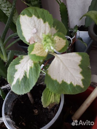 Комнатные цветы