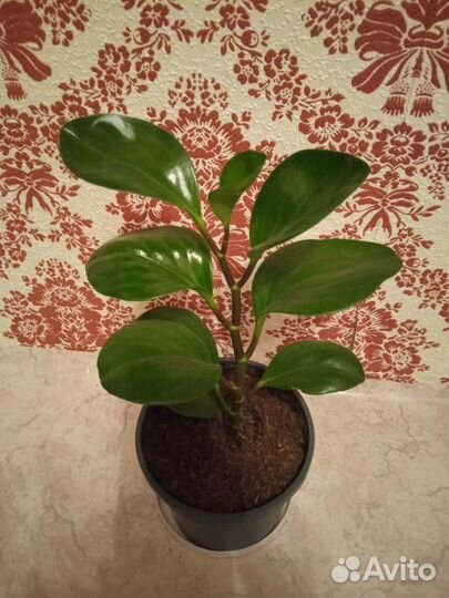 Комнатные растения