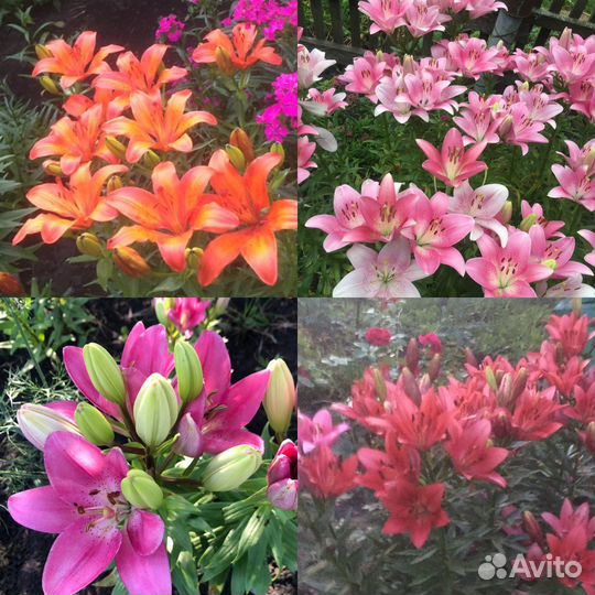 Луковицы лилии