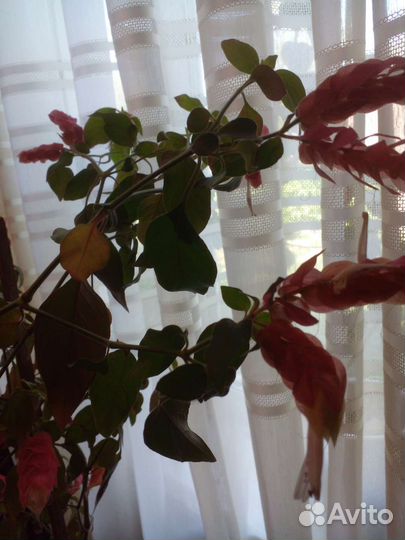 Белопероне