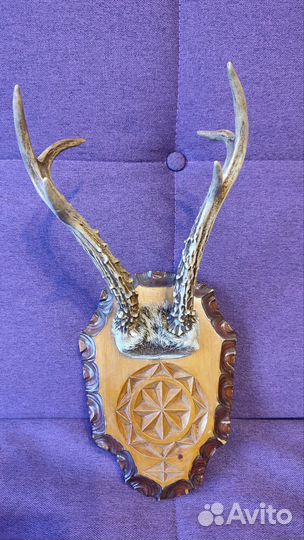 Рога косули