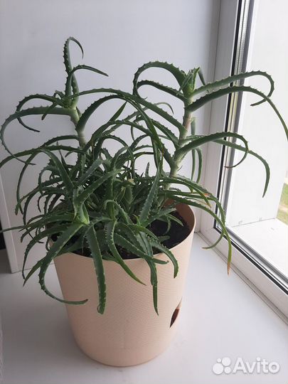 Веточки алоэ столетника д/самоукоренения