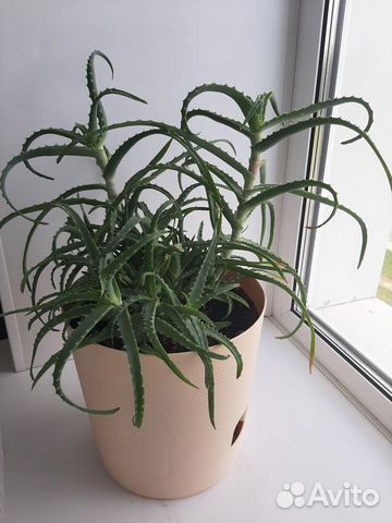 Веточки алоэ столетника д/самоукоренения