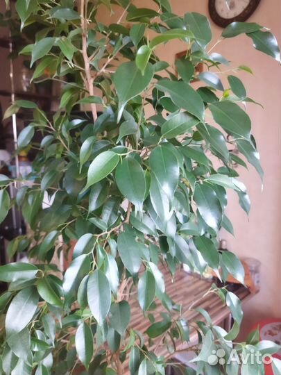 Фикус бенджамина большой