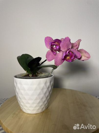 Орхидея фаленопсис сортовой