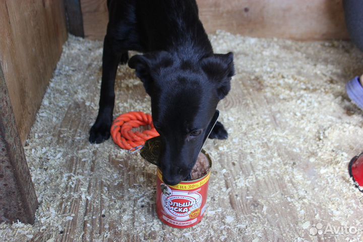 Шелли собачка из приюта, в дар
