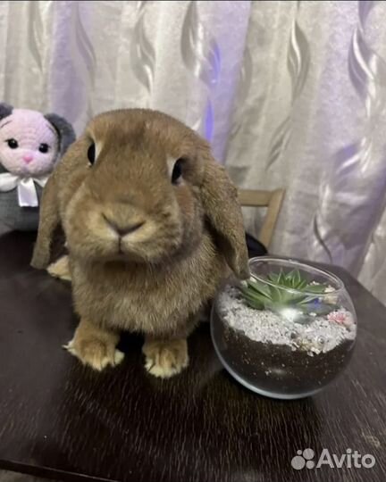 Декоративные карликовые кролики вислоухие
