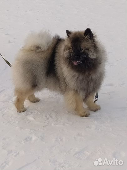 Щенки кеесхонда