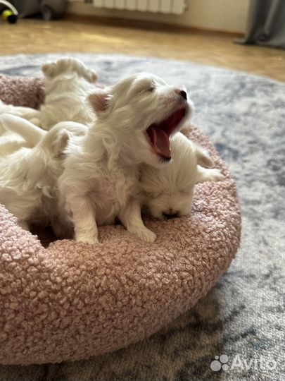 Щенки мальтезе