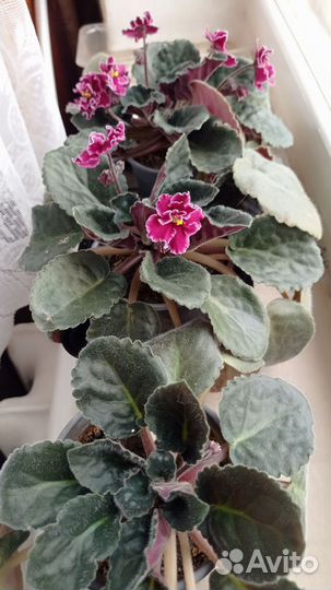 Фиалки, гибискус,золотой ус, сирень