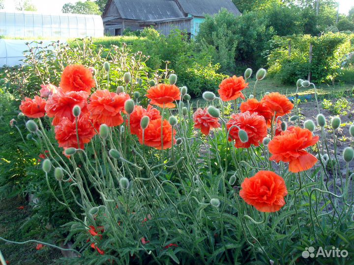 Маки восточные