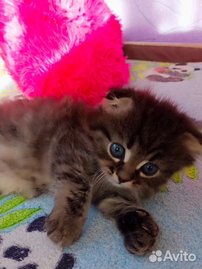 Котята в добрые руки мальчики