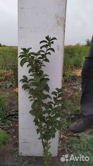 Вишня войлочная