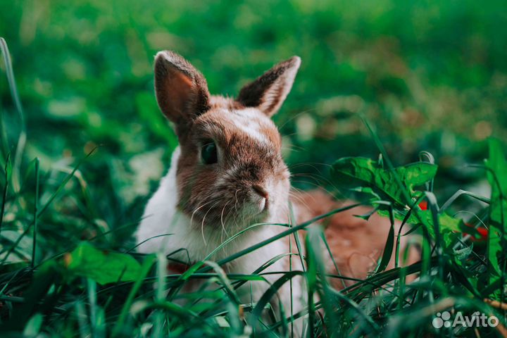 Декоративные кролики