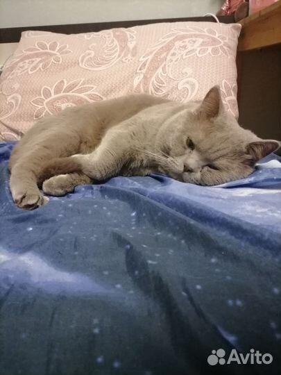 Отдам кота в добрые руки