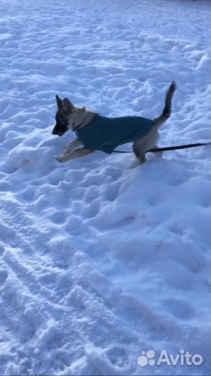 Щенок, девочка