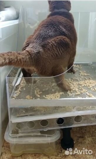 Лоток для Кошек от выпускников Бауманки (стандарт)