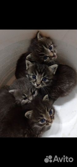 Котятки в добрые руки