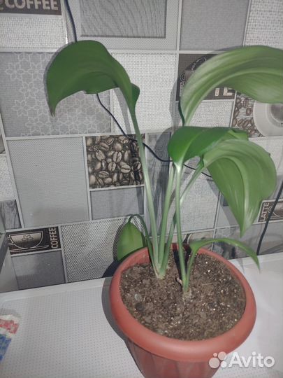 Эухарис амазонская лилия