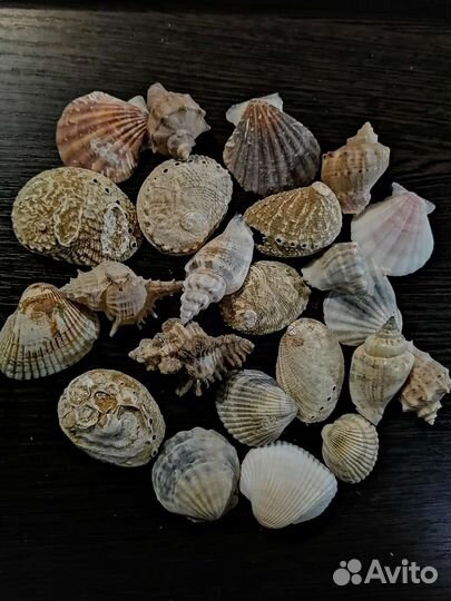 Морские ракушки