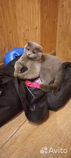 Шотландский кот на вязку