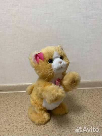 Игривый котёнок 