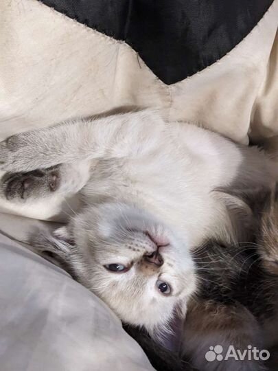 Кошка в дар бесплатно