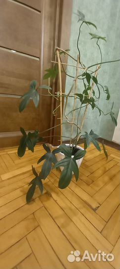 Филодендрон