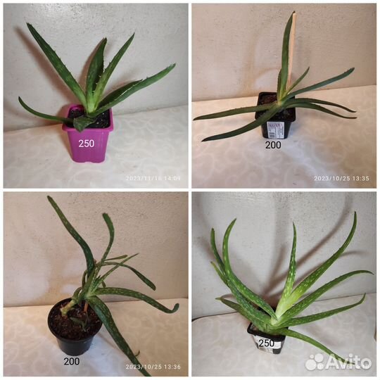 Алоэ Вера, хавортия, гастерия Батеса