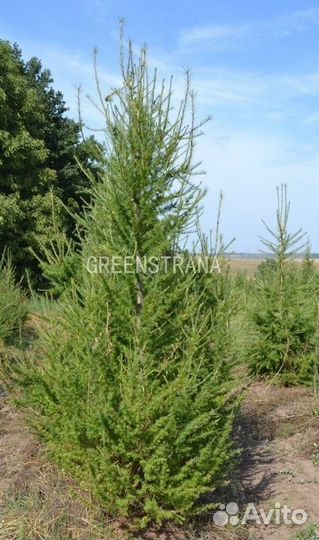 Лиственница европейская Larix decidua/200-220 см