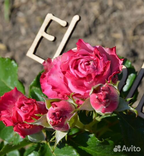 Роза чайная Биг Пёрпл