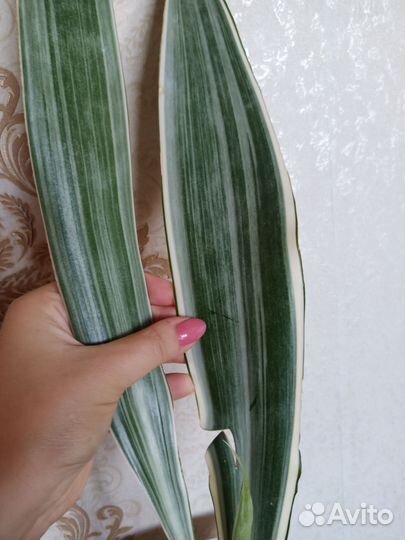 Сансевиерия металлика