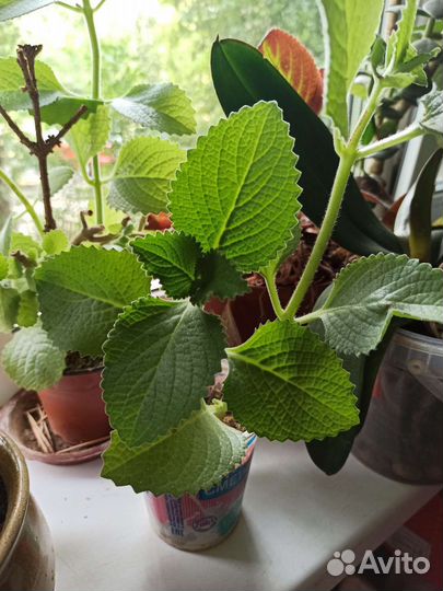 Комнатные цветы