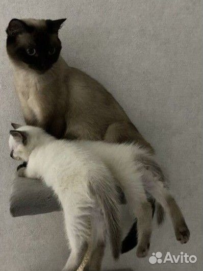Тайский Кот Вязка