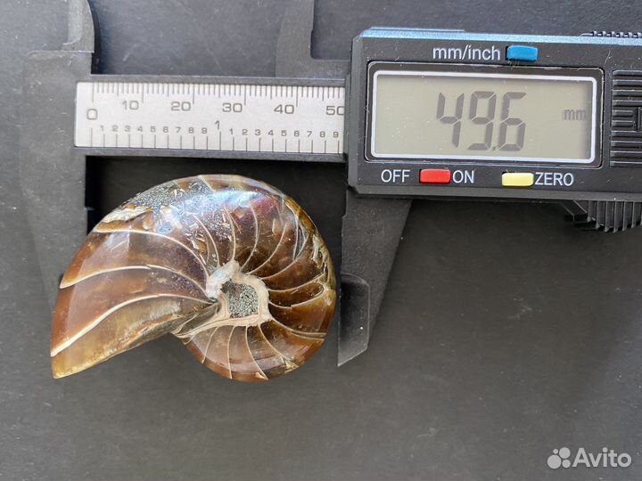 Наутилус 49*37*32 вес 76 гр окаменелость