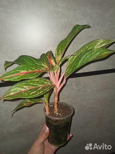 Комнатные цветы аглаонема