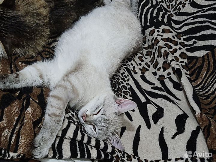 Отдам котика в добрые руки