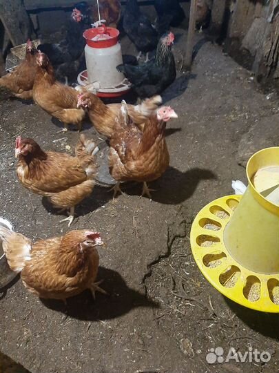 Куры несушки продам
