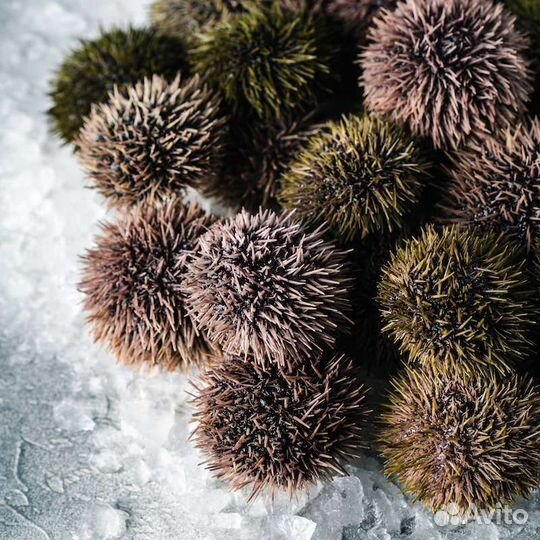 Живые морепродукты