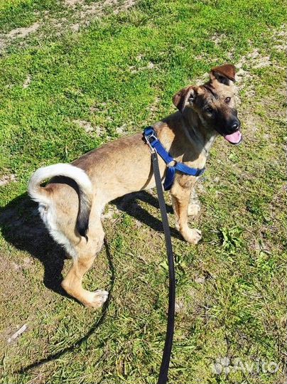 Няня для животных