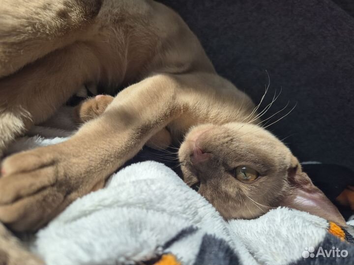 Отдам кота в добрые руки бесплатно