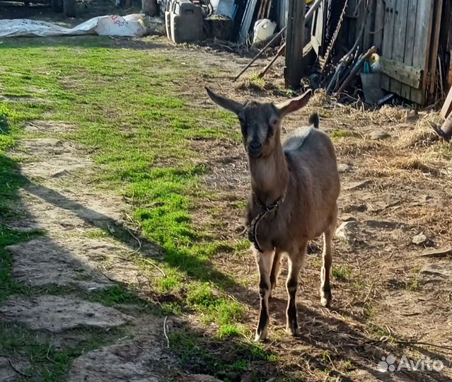 Козы молодые