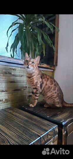 Бенгальская кошка в добрые руки