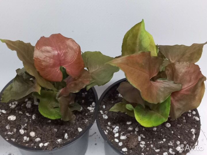 Сингониум Purple Beauty