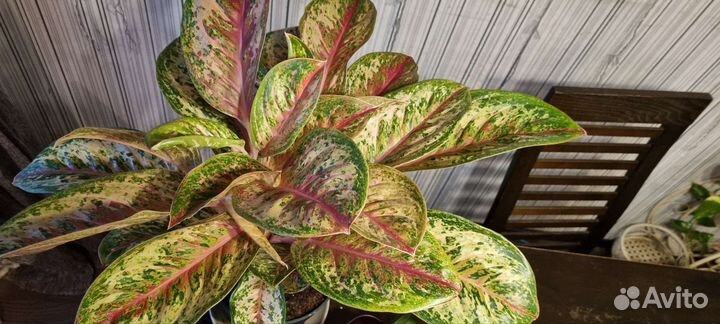 Аглаонема 10 карат