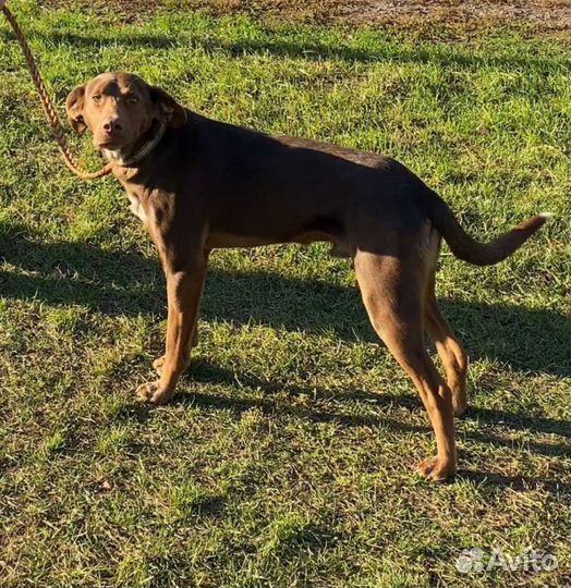 Собака(легавый пёс)