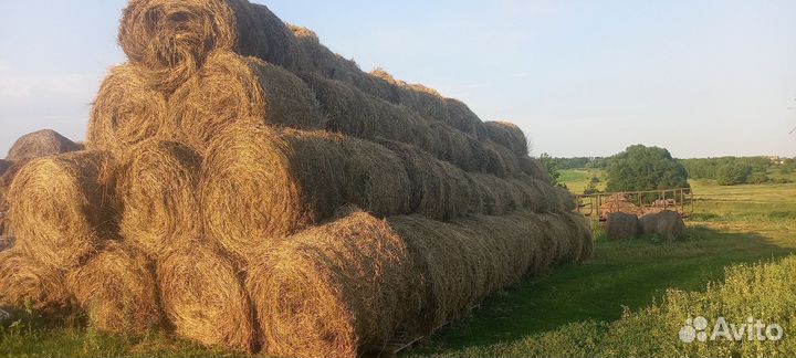 Продам сено в рулонах